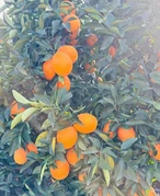 202512031905507286 202512031905507286